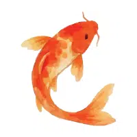 Shiro | Koi Breeds Names