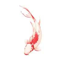 Showa | Carp Breeds Names