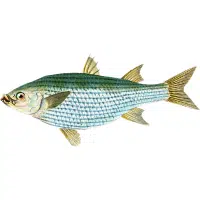 Shubunkin | Carp Breeds Names