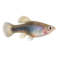 Silver | Molly Breeds Names