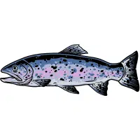 Silver | Carp Breeds Names