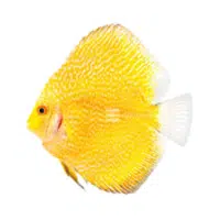 Snake | Discus Breeds Names 