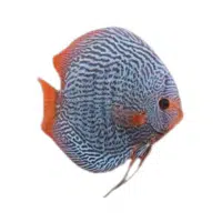 SnakeFace | Discus Breeds Names 
