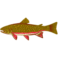 SnakeRiver | Trout Breeds Names