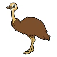 Soft | Emu Breeds Names