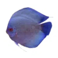 SolidBlue