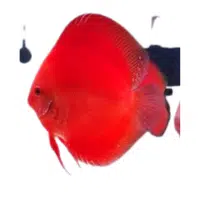 SolidRed