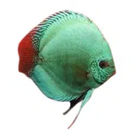 SolidTurq