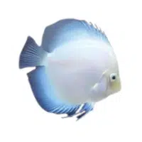 SolidWhite