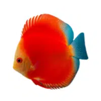 SolidYellow