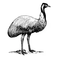 Southern | Emu Breeds Names