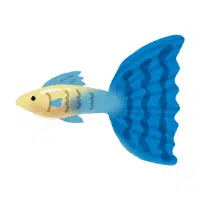 Spadetail | Betta Breeds Names