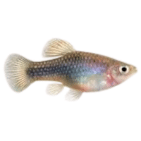 Speckled | Molly Breeds Names