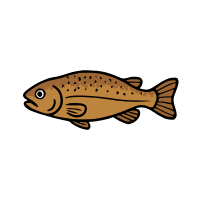 Splake | Trout Breeds Names