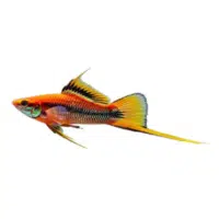 Striped | Swordtail Breeds Names