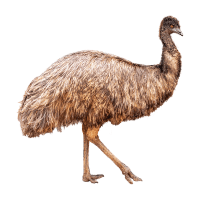 Strong | Emu Breeds Names