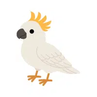 Sulphur Crested | Cockatoo Breeds Names