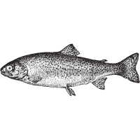 Sunapee | Trout Breeds Names