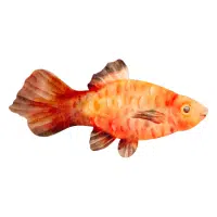 Sunburst | Platy Breeds Names