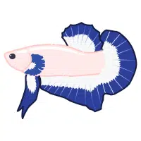 Super Delta | Betta Breeds Names