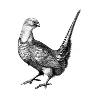 Swinhoe | Pheasant Breeds Names