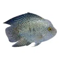 Synodontis | Cichlid Breeds Names