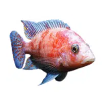 Tanganyika | Cichlid Breeds Names