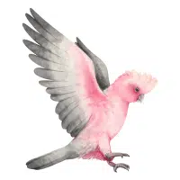 Tanimbar | Cockatoo Breeds Names