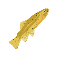 Tiger | Trout Breeds Names
