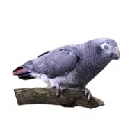 Timneh | Parrot Breeds Names