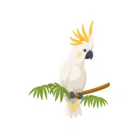 Triton | Cockatoo Breeds Names