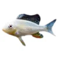 Tropheus | Cichlid Breeds Names