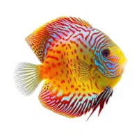 TurqDia | Discus Breeds Names 