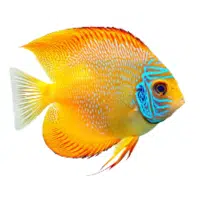 TurqGold | Discus Breeds Names 