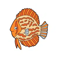Turquoise | Discus Breeds Names 