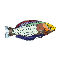 Twinbar | Platy Breeds Names