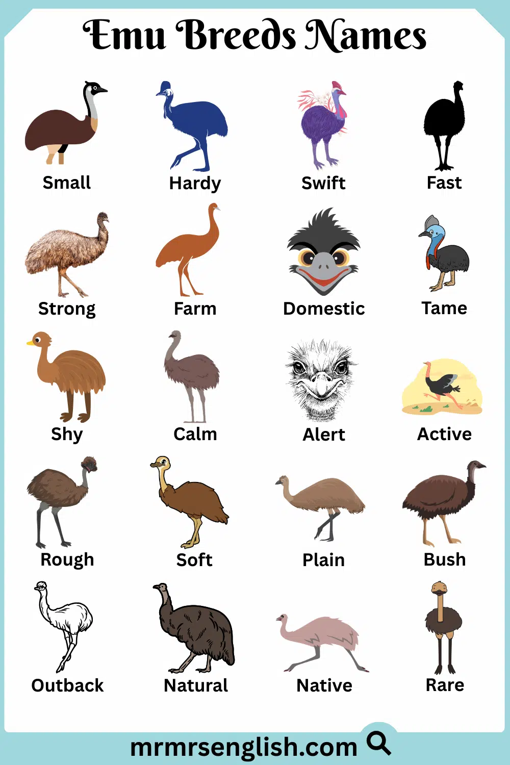 Types of Emu Names in English with Pictures