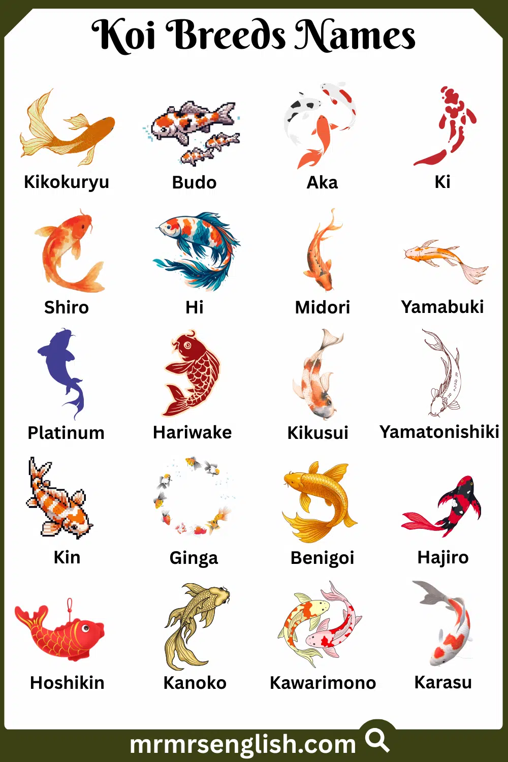 Types of Koi Names in English with Pictures