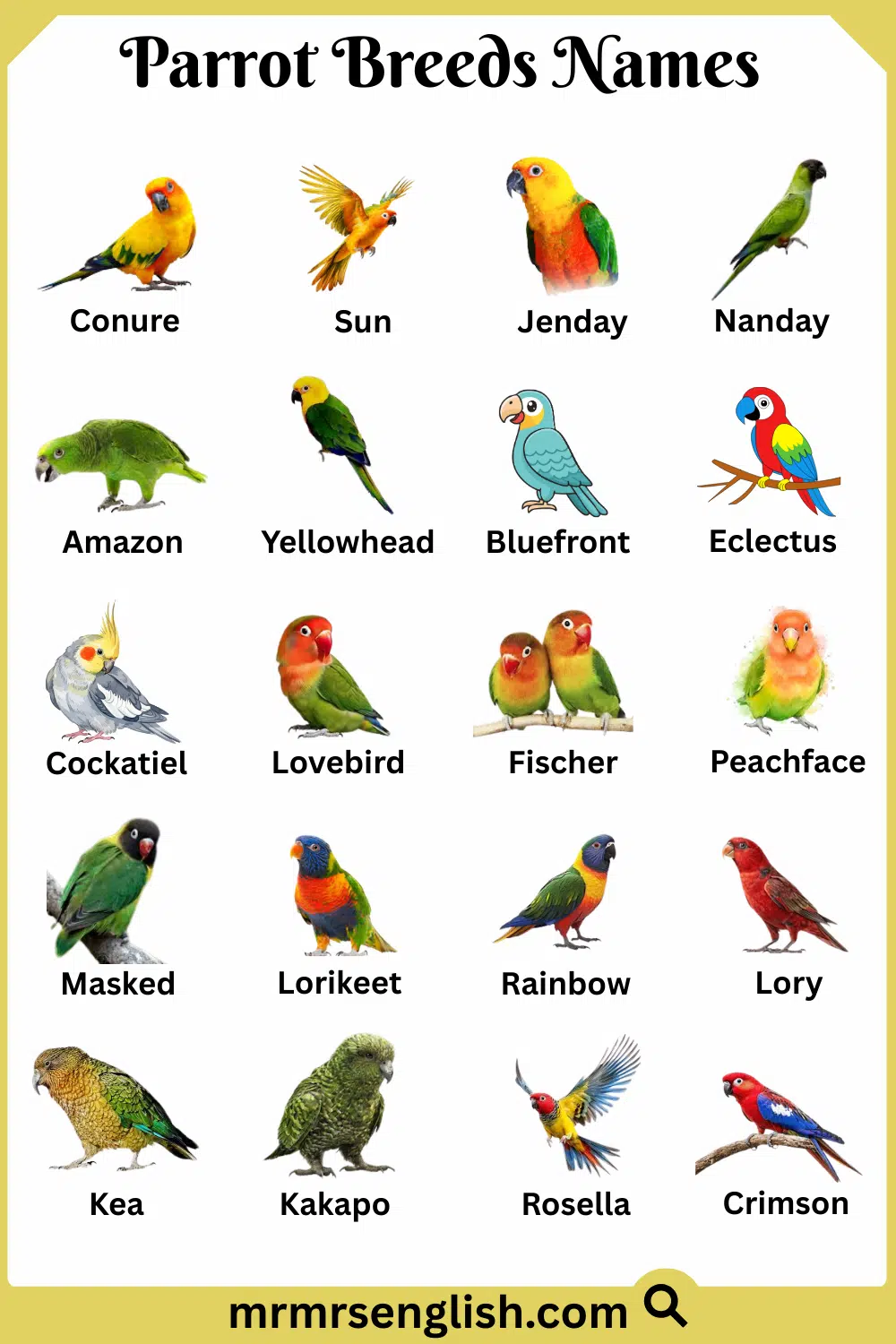 Types of Parrot Names in English with Pictures