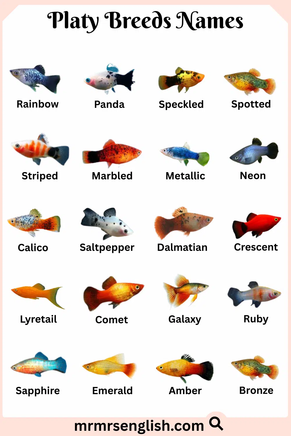 Types of Platy Names in English with Pictures