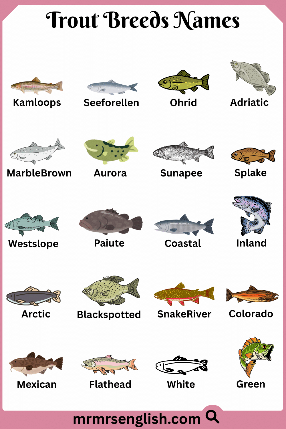 Types of Trout Names in English with Pictures