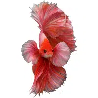 Veiltail | Betta Breeds names