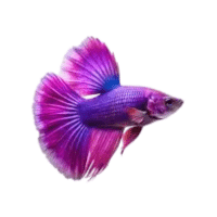 Velvet | Molly Breeds Names