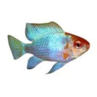 Venustus | Cichlid Breeds Names