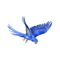 Violet-Backed | Macaw Breeds Names
