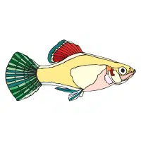 Wag | Platy Breeds Names