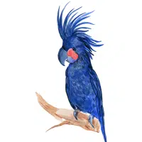 Western Corella | Cockatoo Breeds Names