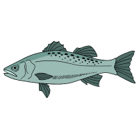 Westslope | Trout Breeds Names