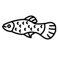 White | Molly Breeds Names