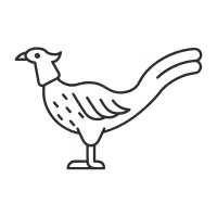 White | Pheasant Breeds Names